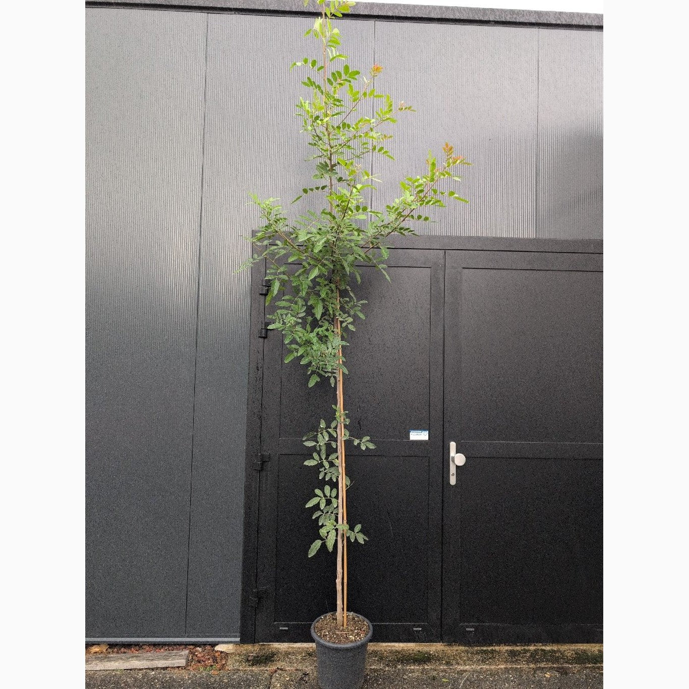 Pepparträd – Schinus terebinthifolius - C15 200-250 CM